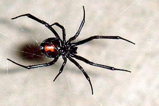 Lasseio ambiental - Dedetizadora de aranhas em Franco da Rocha