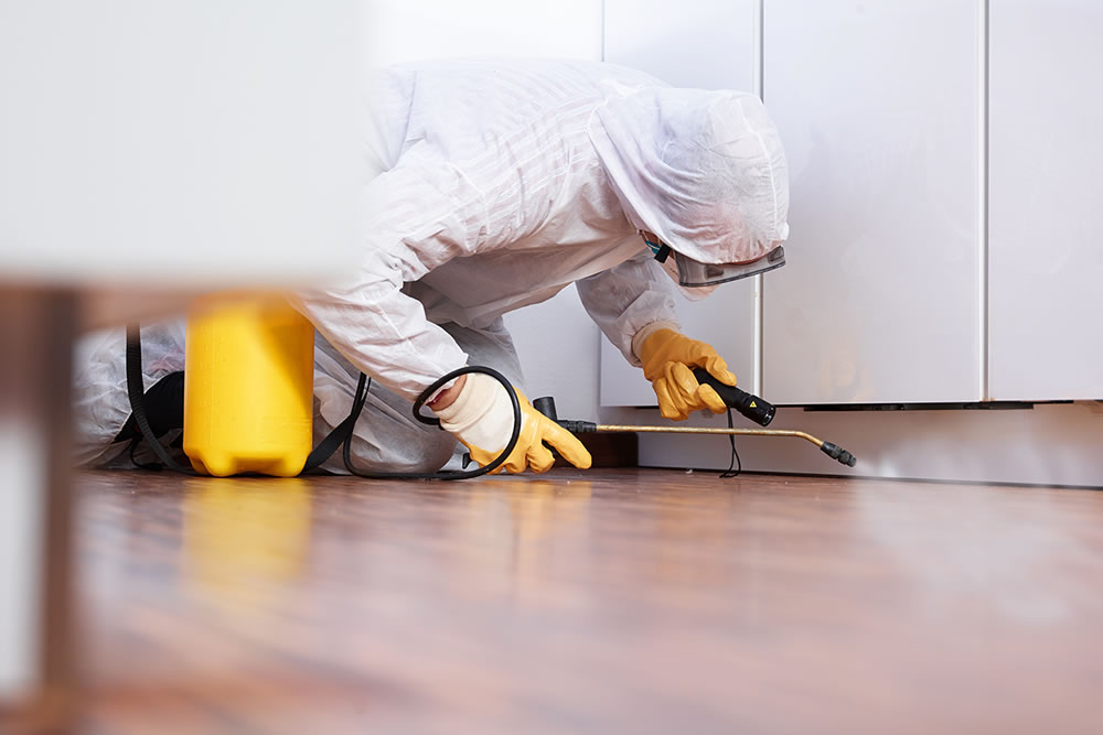 Dedetizadora na República em SP