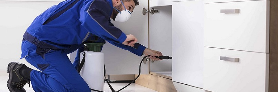 Dedetizadora no Bom Retiro em SP