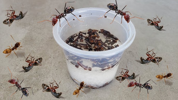 Como eliminar ninho de formigas: métodos eficazes e protocolo correto para acabar com a colônia