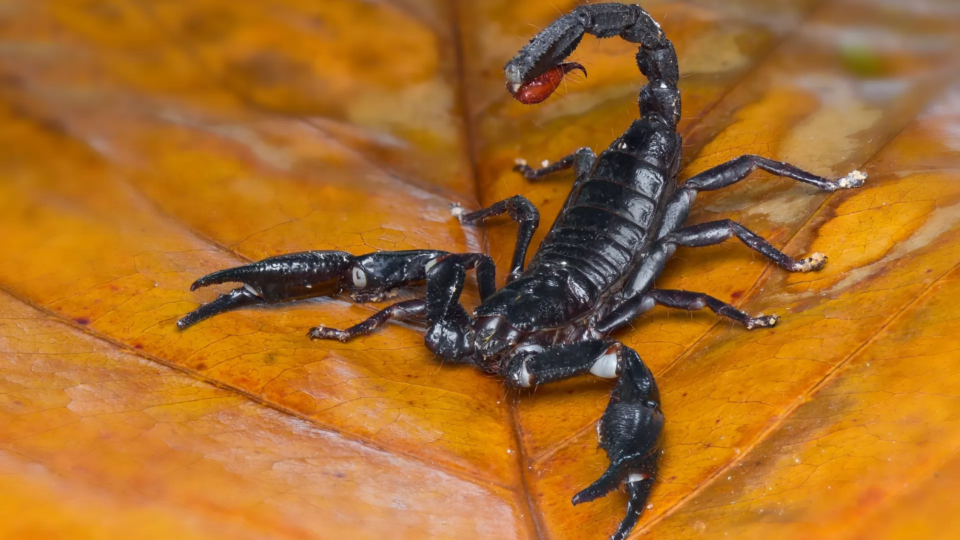 Dedetização de escorpião valor