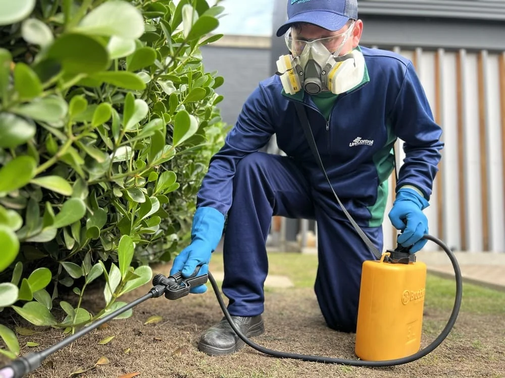 Métodos de dedetização em Francisco Morato