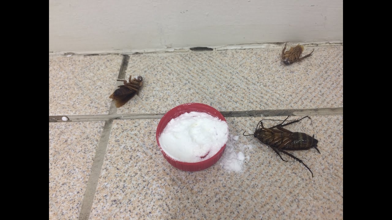 como acabar com baratas francesinhas