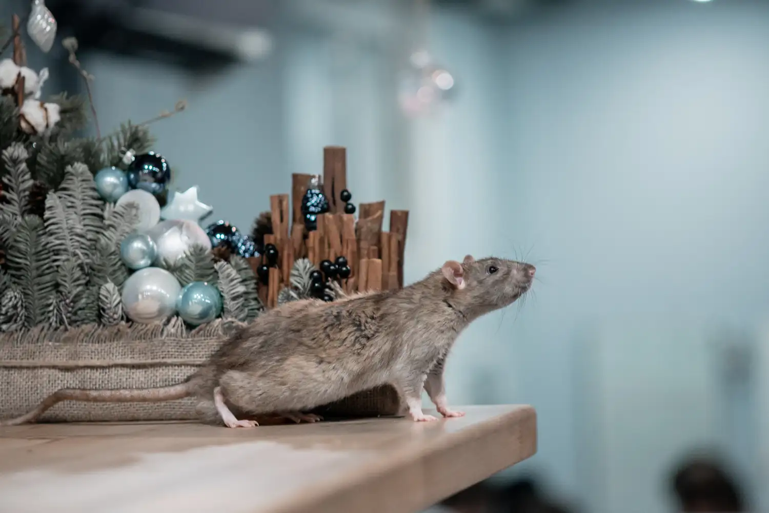 Dedetizadora de ratos em SP: como funciona o serviço profissional e o que exigir para garantir resultado