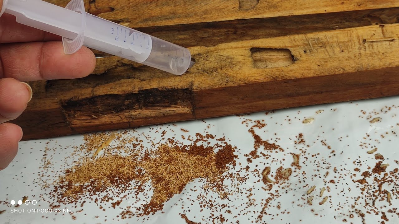 melhor veneno para cupim de madeira