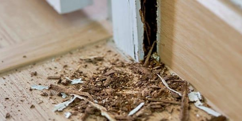 Sinais de infestação de cupins: como identificar precocemente e agir com segurança