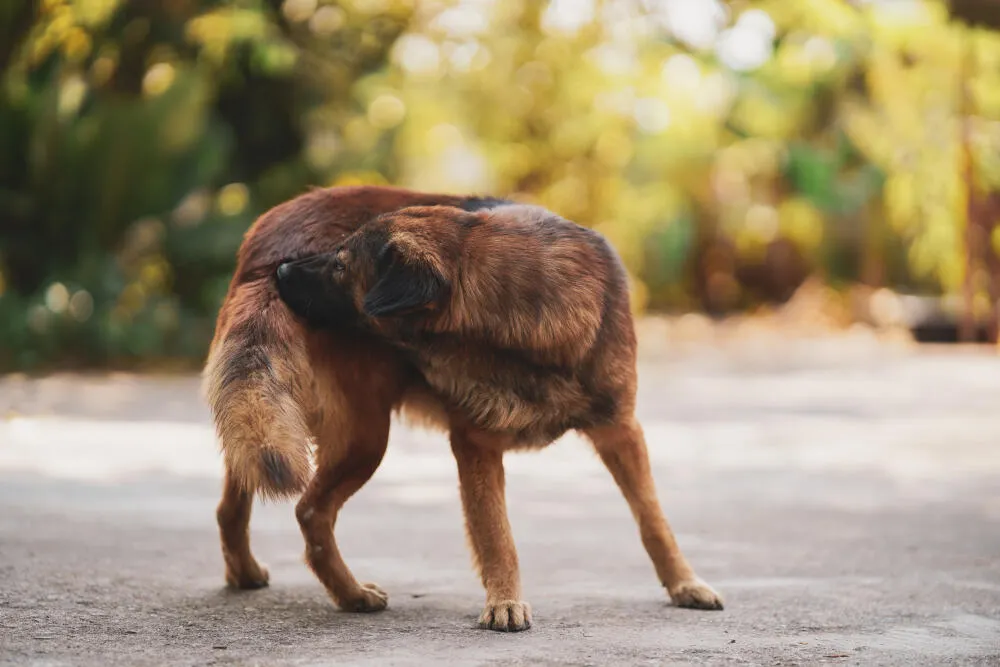 Dedetização segura para pets: como proteger seus animais durante e após o controle de pragas